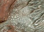Huge x Scyphocrinites Crinoid Plate - Morocco #10467-2